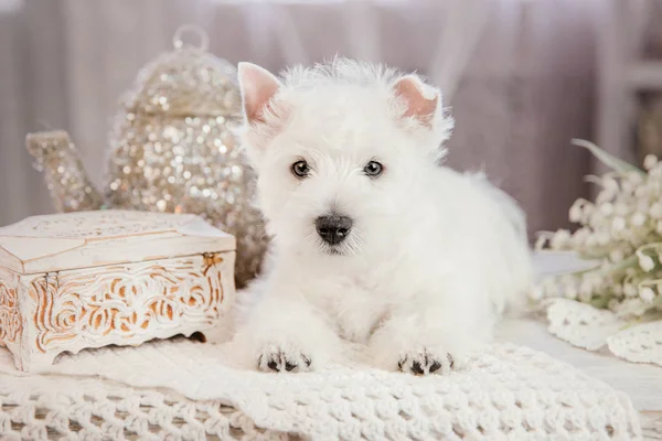 Chiot West Highland White Terrier Assis Sur Table Maison — Photo