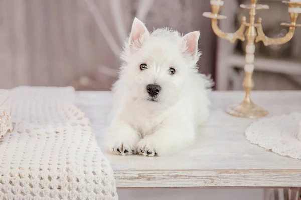 自宅のテーブルに座ってウエストハイランドホワイトテリア子犬 — ストック写真