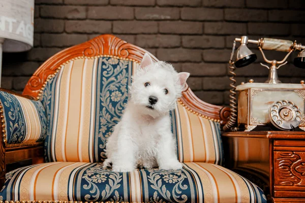 West Highland White Terrier Puppy Sitting Sofa Home — Stock Photo, Image