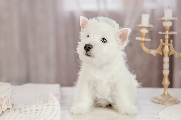 自宅のテーブルに座ってウエストハイランドホワイトテリア子犬 — ストック写真