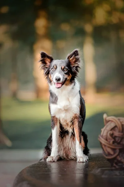 Legesyg Grænse Collie Hund Poserer Udendørs Ved Daggry - Stock-foto