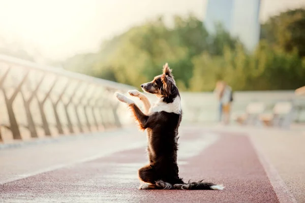 Giocoso Border Collie Cane Posa All Aperto Durante Giorno — Foto Stock