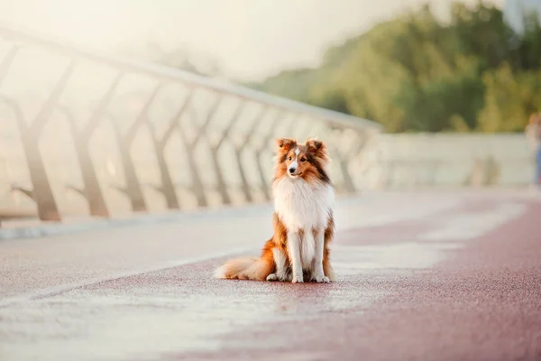 Juguetón Frontera Collie Perro Posando Aire Libre Día — Foto de Stock