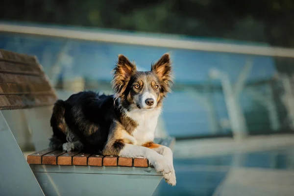 Παιχνιδιάρικο Σκυλί Κόλεϋ Που Ποζάρει Εξωτερικούς Χώρους Την Ημέρα — Φωτογραφία Αρχείου