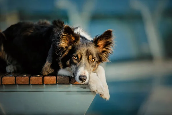 Speelse Border Collie Hond Poseren Buitenshuis Overdag — Stockfoto