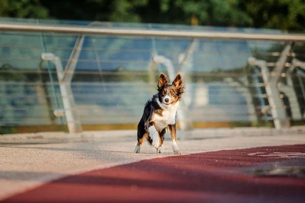 遊び心のあるボーダーコリー犬は昼間に屋外でポーズ — ストック写真