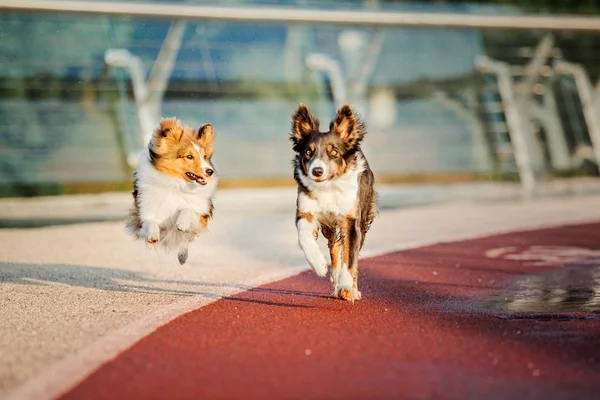 ボーダーコリー犬とシェットランドシープドッグ犬屋外でポーズ — ストック写真