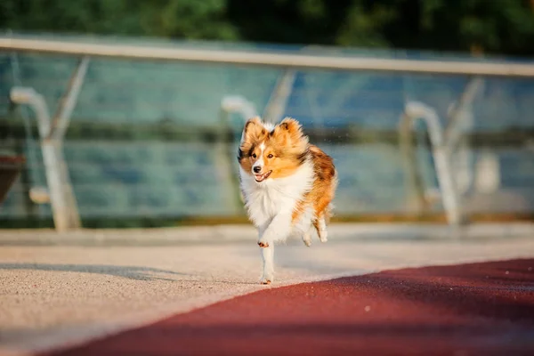 遊び心のあるボーダーコリー犬は昼間に屋外でポーズ — ストック写真