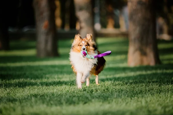 Игривая Собака Границе Позирующая Днем Открытом Воздухе — стоковое фото