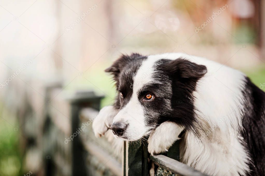 playful Border Collie dog posing outdoors at daytime  