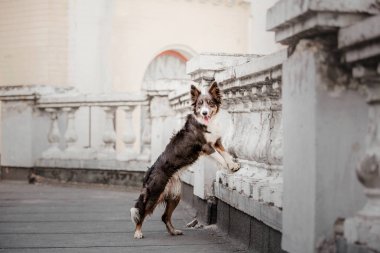 gündüz açık havada poz eğlenceli Border Collie köpek  