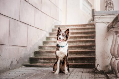 gündüz açık havada poz eğlenceli Border Collie köpek  