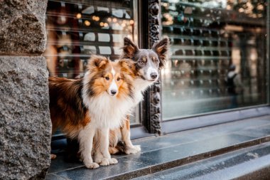 Sınır Collie köpek ve Shetland Çoban köpeği açık havada poz