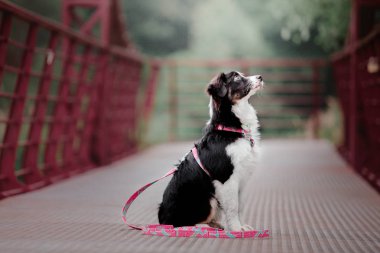 eğlenceli Aussie (Avustralya Çoban) köpek gündüz açık havada poz  