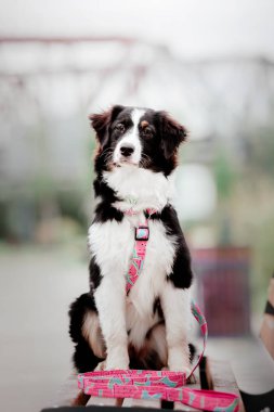 eğlenceli Aussie (Avustralya Çoban) köpek gündüz açık havada poz  
