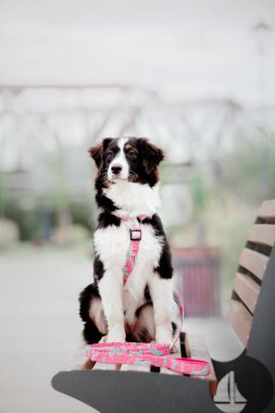 eğlenceli Aussie (Avustralya Çoban) köpek gündüz açık havada poz  