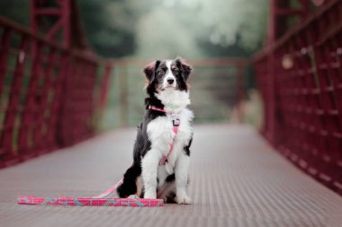 eğlenceli Aussie (Avustralya Çoban) köpek gündüz açık havada poz  