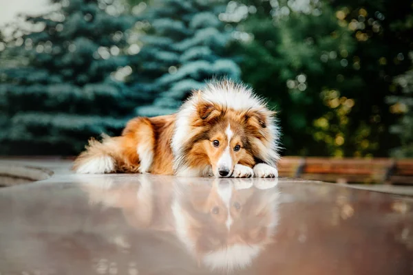 Juguetón Frontera Collie Perro Posando Aire Libre Día —  Fotos de Stock