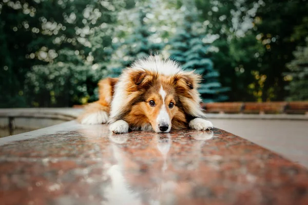Speelse Border Collie Hond Poseren Buitenshuis Overdag — Stockfoto
