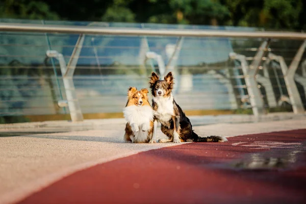 Fronteira Collie Cão Shetland Sheepdog Posando Livre — Fotografia de Stock