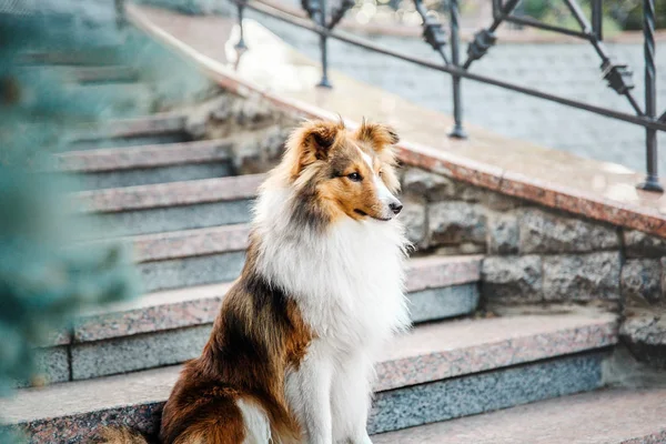 Speelse Border Collie Hond Poseren Buitenshuis Overdag — Stockfoto