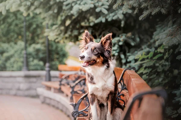Грайливий Прикордонний Собака Коллі Позує Відкритому Повітрі Вдень — стокове фото