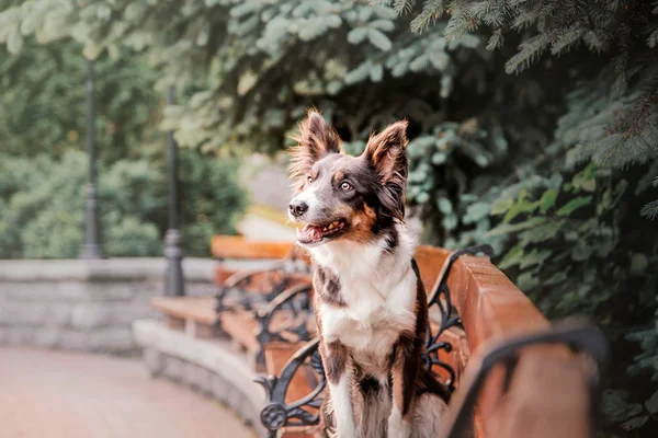 Juguetón Frontera Collie Perro Posando Aire Libre Día —  Fotos de Stock