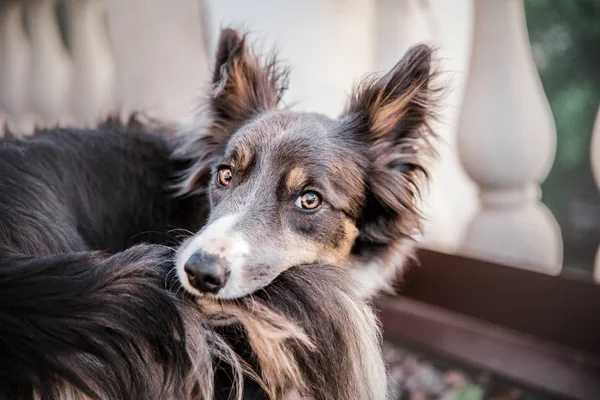 遊び心のあるボーダーコリー犬は昼間に屋外でポーズ — ストック写真