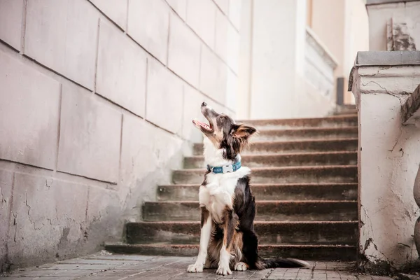 Игривая Собака Границе Позирующая Днем Открытом Воздухе — стоковое фото