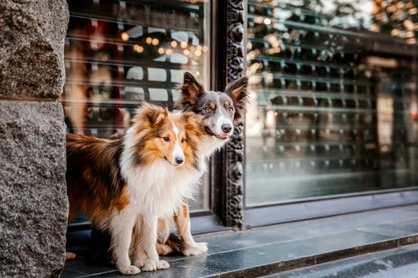 Border Collie Dog Shetland Sheepdog Dog Posing Outdoors — Stock Photo, Image