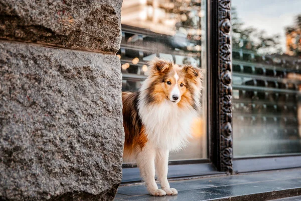 Figlarny Border Collie Pies Pozowanie Zewnątrz Ciągu Dnia — Zdjęcie stockowe