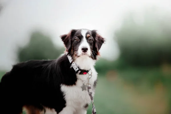 Speelse Aussie Australische Herder Hond Poseren Buitenshuis Overdag — Stockfoto