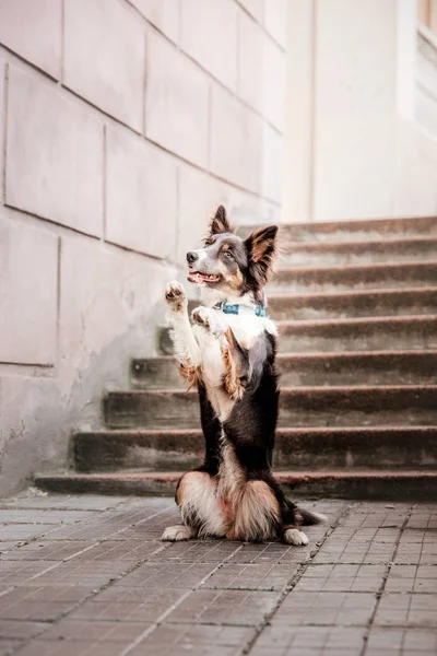 Chien Border Collie Ludique Posant Extérieur Pendant Journée — Photo