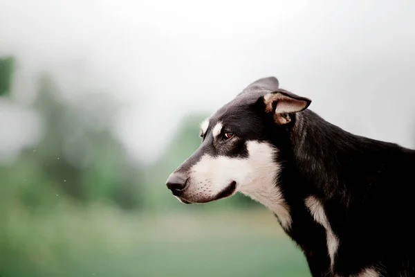 Hond Poseren Buitenshuis Overdag — Stockfoto