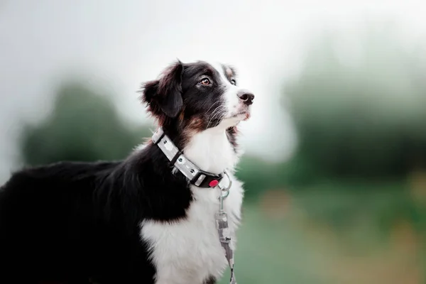 Verspielter Aussie Australischer Schäferhund Hund Der Tagsüber Freien Posiert — Stockfoto