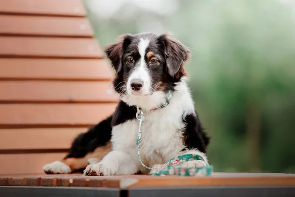 Figlarny Aussie Australijski Shepherd Pies Pozowanie Zewnątrz Dzień — Zdjęcie stockowe