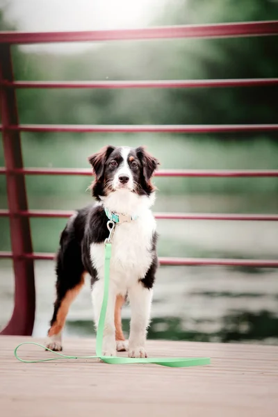 Playful Aussie Australian Shepherd Dog Posing Outdoors Daytime — Stock Photo, Image