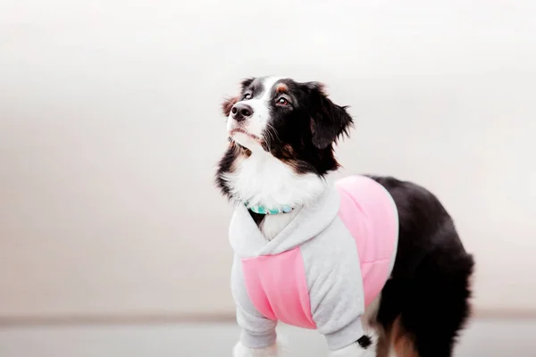 Eğlenceli Aussie Avustralya Çoban Köpek Gündüz Açık Havada Poz — Stok fotoğraf