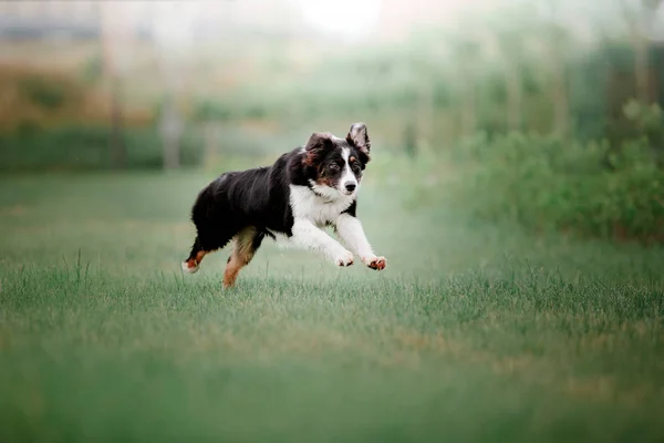 Verspielter Aussie Australischer Schäferhund Hund Der Tagsüber Freien Posiert — Stockfoto