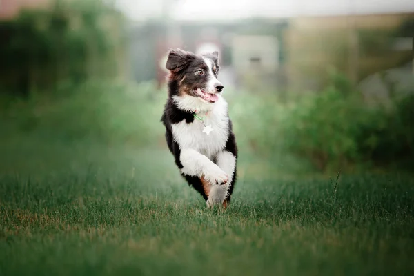 Giocoso Aussie Pastore Australiano Cane Posa All Aperto Durante Giorno — Foto Stock