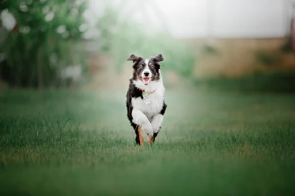 Eğlenceli Aussie Avustralya Çoban Köpek Gündüz Açık Havada Poz — Stok fotoğraf