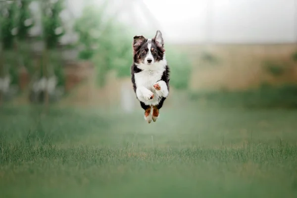 Eğlenceli Aussie Avustralya Çoban Köpek Gündüz Açık Havada Poz — Stok fotoğraf