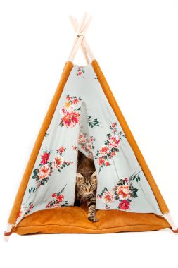 beyaz arka plan önünde wigwam kedi