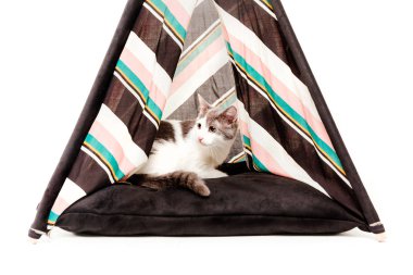 beyaz arka plan önünde wigwam kedi