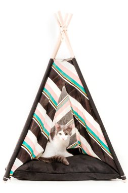 beyaz arka plan önünde wigwam kedi