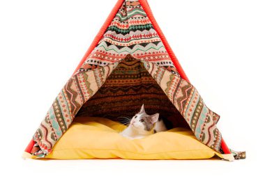 beyaz arka plan önünde wigwam kedi