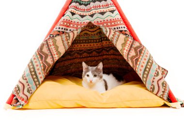 beyaz arka plan önünde wigwam kedi
