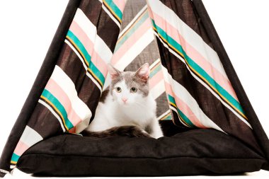 beyaz arka plan önünde wigwam kedi