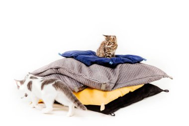 beyaz arka plan önünde yastık kediler piramit