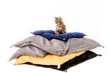 beyaz arka plan önünde yastık piramidi üzerinde oturan kedi